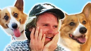 Dog Lovers Get Surprised By 70 Corgis [upl. by Ocsicnarf]