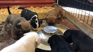 How to feed 4 week old American Bully Puppies  our recipe [upl. by Ahsinnor]