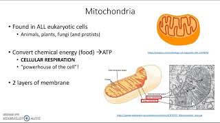 Chloroplasts and Pigments  Biology [upl. by Ymot]