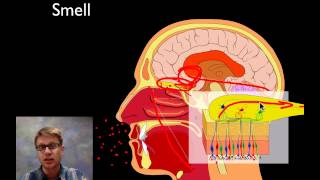 The Sensory System [upl. by Mcquillin]