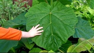 Pruning The Paulownia For Monster Jungle Leaves [upl. by Olshausen]