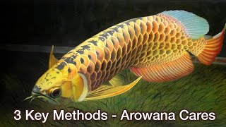 Top 3 Key Tips for Arowana Fish Care  Arowana Care Guide  Important Arowana keeping tips [upl. by Tnecnev]