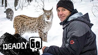 Incredible Jumping Lynx  Deadly 60  BBC Earth Kids [upl. by Alo17]