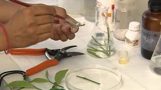 PLANT TISSUE CULTURE CSIR [upl. by Marcy]