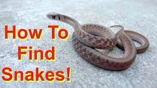 6 Tips to Find Snakes FIND  not handle [upl. by Arette264]