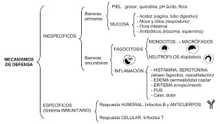 Inmunología 01  Mecanismos de defensa inespecíficos y específicos [upl. by Ycats]