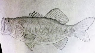 Drawing of a Largemouth BASS 2 Pencil Drawing [upl. by Ansilma]