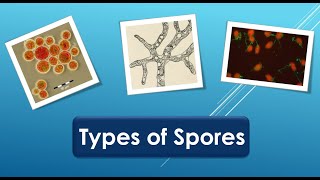 Types of spores [upl. by Cyndia241]