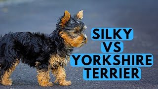 Yorkshire Terrier vs Silky Terrier Difference [upl. by Ailemor]