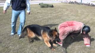 German shepherd defends owner against multiple attacks Protection Training [upl. by Hebel]