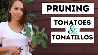 Pruning Tomatoes amp Tomatillos PART 1  Propagating  Easy amp Simple [upl. by Uhp]