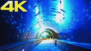 Oceanogràfic Valencia  The Largest Aquarium amp Marine Park in Europe  4K [upl. by Nohtiek]