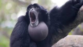 Screaming Gibbon Monkey [upl. by Syla]