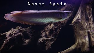 Why I Stopped Keeping Arowana Fish [upl. by Mandel]