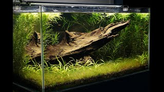 About 60 Galaxy Rasboras in a planted aquarium [upl. by Idna515]