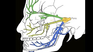 Cranial nerve V [upl. by Atimad]