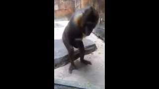 Monkey jacking it and eating splooj FUNNY [upl. by Amalie52]