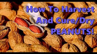 How To Harvest And Cure Peanuts [upl. by Sama663]