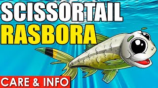 Scissortail Rasbora  Scissortail Rasbora Care Guide  How To Care For Scissortail Fish [upl. by Ekul]