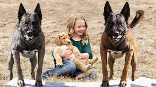 These Are 10 Best Protection Dog Breeds [upl. by Aliam]