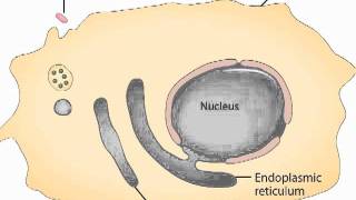 Phagocytosis [upl. by Adallard]