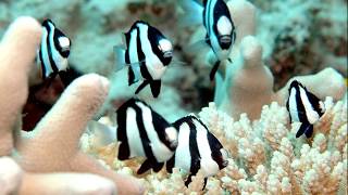 Facts The Three Stripe Damselfish Humbug Dascyllus [upl. by Elleynad353]