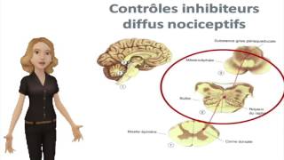 Modulation de la douleur [upl. by Weight]
