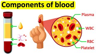 Components of blood  RBC WBC Plasma amp Platelets  Easy science lesson [upl. by Erreid]