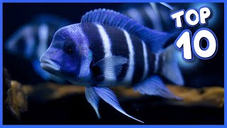 Top 10 Most Gorgeous Cichlid Fish [upl. by Hyacinth]