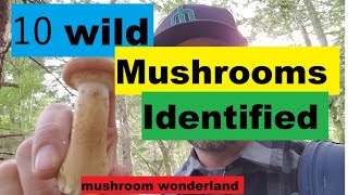 10 Wild Mushrooms in the PNW Identified [upl. by Norga]