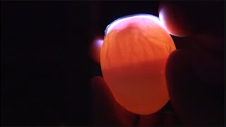 Candling Chick Eggs at Day 7 [upl. by Viva]