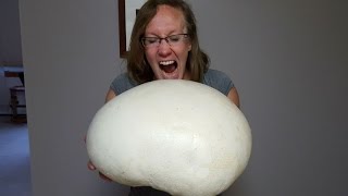 Giant Edible Puffball Mushroom  October 2016 [upl. by Lindblad675]