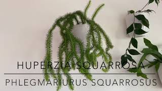 Huperzia Squarrosa Phlegmariurus squarrosus Showcasing my specimen and showing propagation nodes [upl. by Ociram81]