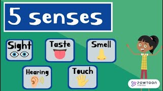 The Five Senses for Kids  Sight Taste Smell Touch and Hearing [upl. by Yajiv]