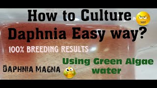 Daphnia MagnaHow to Culture Daphnia Easy wayCulturing Daphnia using Green water Daphnia [upl. by Aisyla]