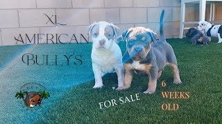 XL AMERICAN BULLY PUPPIES 6 WEEKS [upl. by Tarrah]