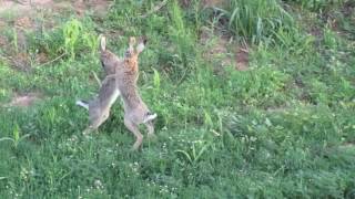 Brown hare fight [upl. by Salhcin]