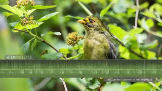 Bellbird Sounds  The tinkling calls of Bell Miners in a eucalyptus forest [upl. by Nottnerb681]