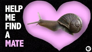 Help a Snail Find True Love [upl. by Tijnar641]