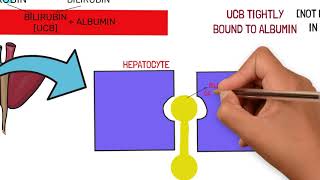 BILIRUBIN METABOLISM AND JAUNDICE TYPES AND CAUSES [upl. by Dazraf580]