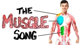 The Muscle Song Memorize Your Anatomy  SCIENCE SONGS [upl. by Eckart850]