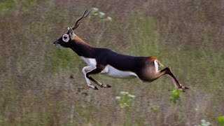 Blackbuck  Fastest running Indian animal [upl. by Ecila]