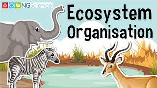 Ecosystem Organisation [upl. by Edward]