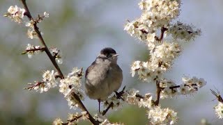 Blackcap and its song [upl. by Akcirahs586]