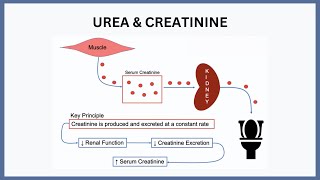 Urea amp Creatinine Explained [upl. by Lewellen]