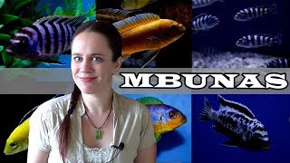 The Mbuna Aquarium  Lake Malawi African Cichlids [upl. by Dionysus4]