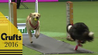 Flyball  Team  Semi Finals  Crufts 2016 [upl. by Llessur689]