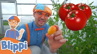 Blippi Visits a Farm  Learn About Healthy Eating For Kids  Educational Videos for Toddlers [upl. by Sotsirhc98]