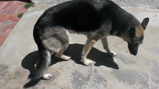 Degenerative Myelopathy onset in GSD [upl. by Ayrolg]