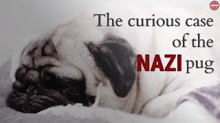 The Curious Case of the Nazi Pug [upl. by Emmalee724]